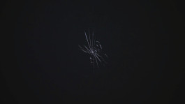 carlos mensil